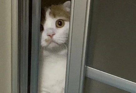 图片[3] - 有这6种表现，说明你家猫主子智商很高！ - 语梦星球