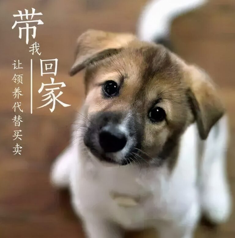 免费领养宠物是什么套路（免费领养宠物骗局揭露） - 语梦星球