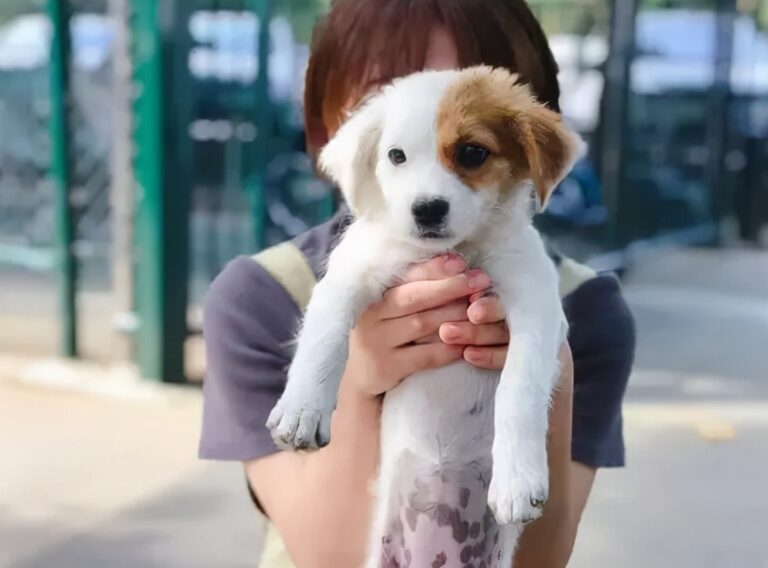 免费领养宠物是什么套路（免费领养宠物骗局揭露） - 语梦星球