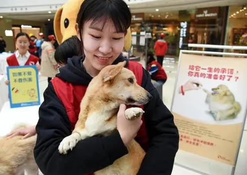 免费领养宠物是什么套路（免费领养宠物骗局揭露） - 语梦星球