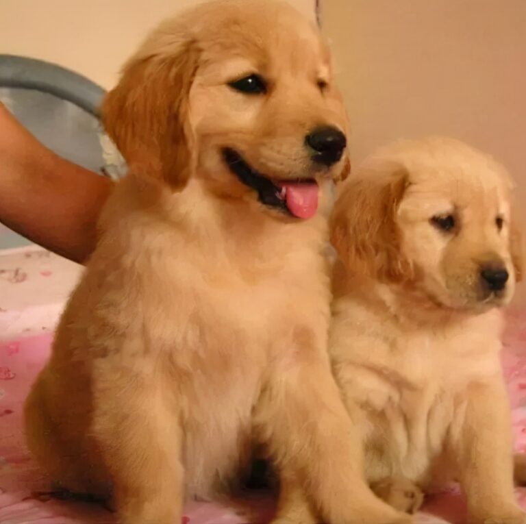 免费领养宠物是什么套路（免费领养宠物骗局揭露） - 语梦星球