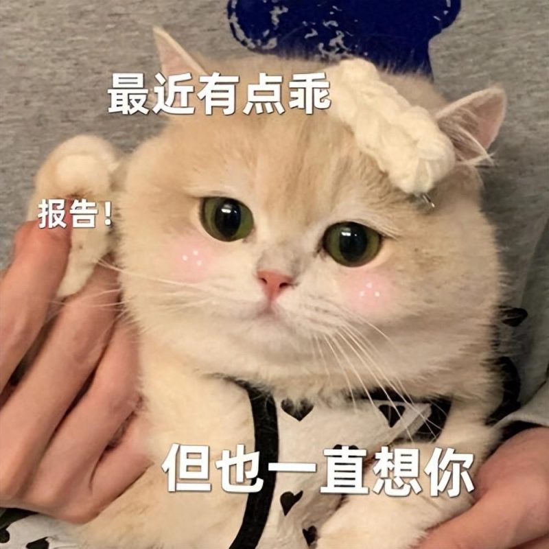 如何训练猫咪快速认主？分享小猫认主的三大因素 - 语梦星球
