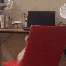 如何训练猫咪快速认主？分享小猫认主的三大因素