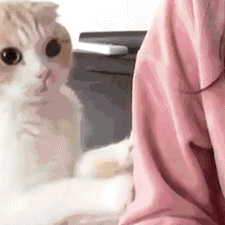 如何训练猫咪快速认主？分享小猫认主的三大因素