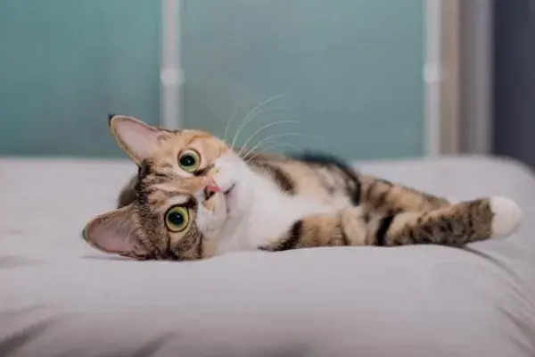 如何训练猫咪一叫就来？食物依赖法与注意事项 - 语梦星球