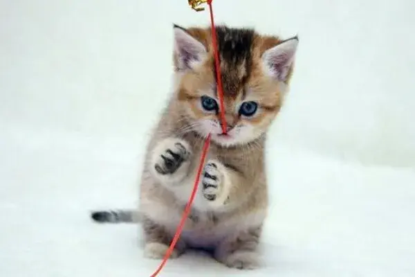 如何训练猫咪一叫就来？食物依赖法与注意事项