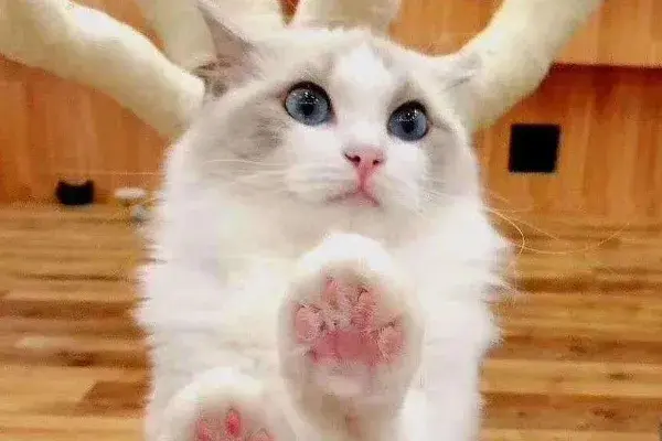 如何训练猫咪一叫就来？食物依赖法与注意事项