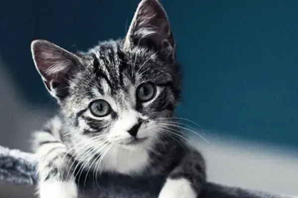 如何训练猫咪一叫就来？食物依赖法与注意事项