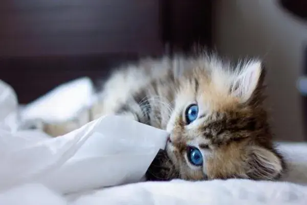 如何训练猫咪一叫就来？食物依赖法与注意事项