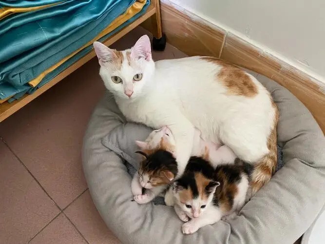 如何正确领养小猫？盘点网上与线下常见套路 - 语梦星球