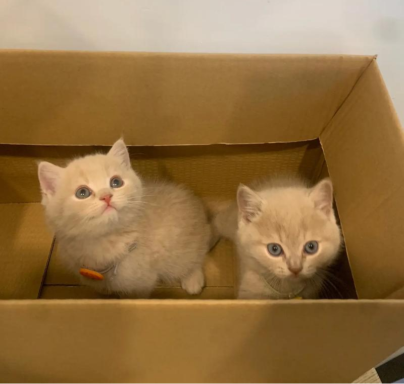 如何正确领养小猫？盘点网上与线下常见套路 - 语梦星球