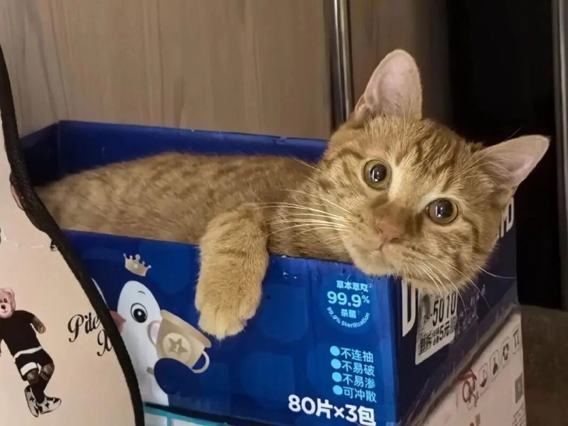 如何正确领养小猫？盘点网上与线下常见套路 - 语梦星球