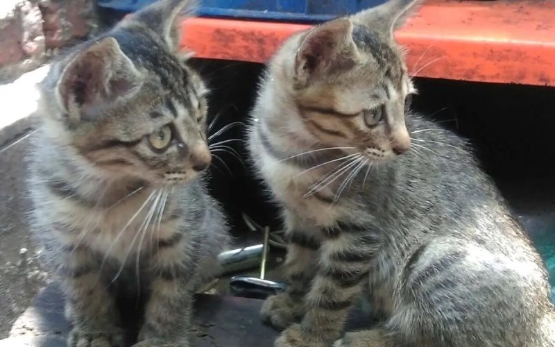 如何正确领养小猫？盘点网上与线下常见套路 - 语梦星球