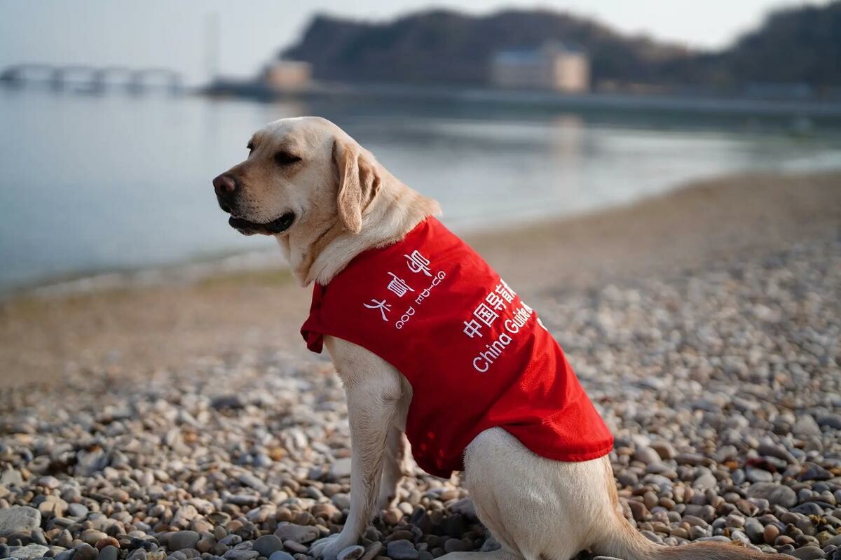 为什么说导盲犬是一场骗局？背后隐藏的行业乱象与资本运作