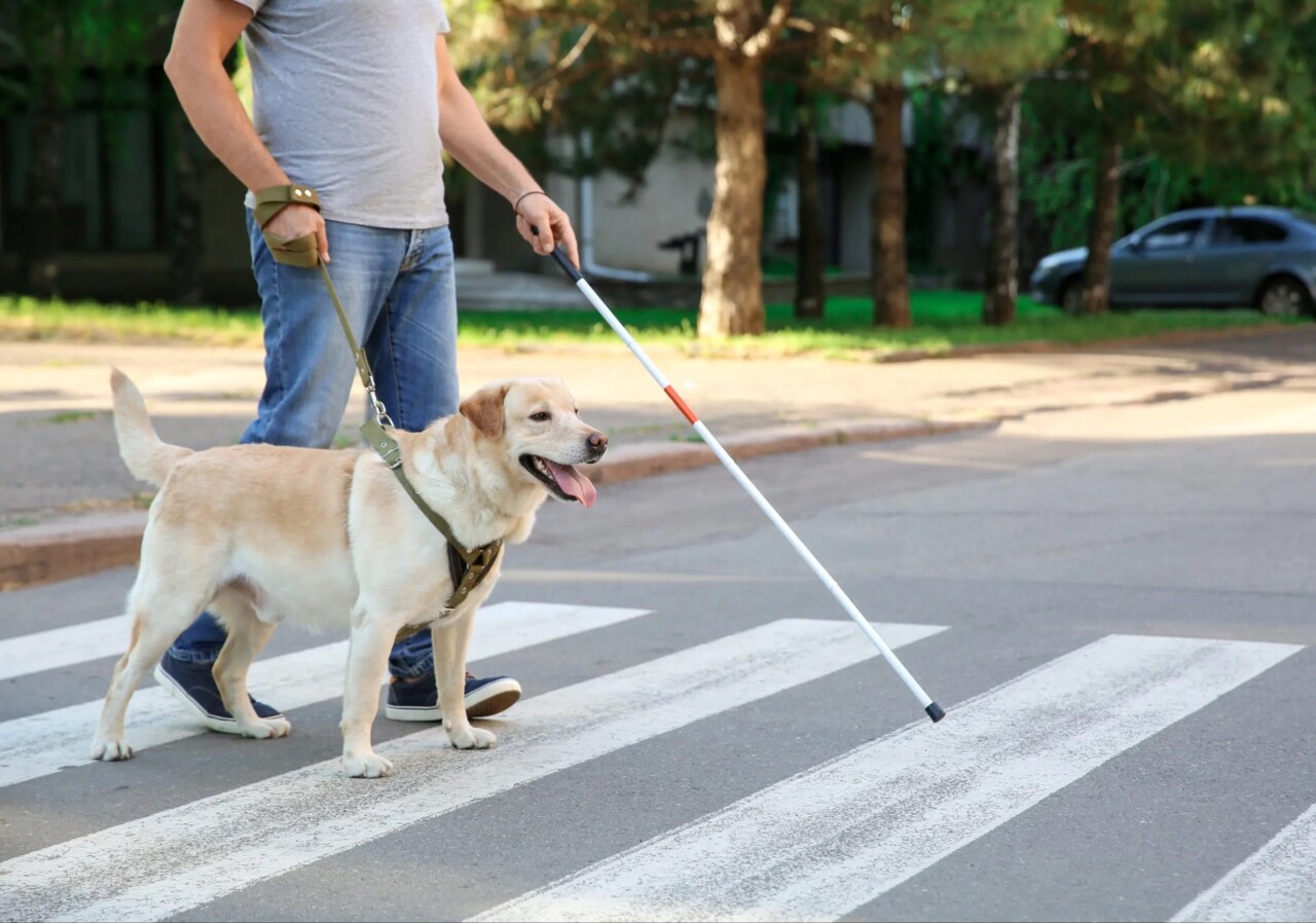 为什么说导盲犬是一场骗局？背后隐藏的行业乱象与资本运作