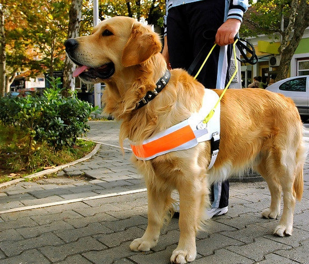 为什么说导盲犬是一场骗局？背后隐藏的行业乱象与资本运作