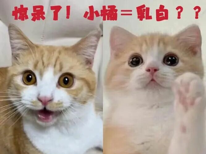 网购宠物猫货不对板怎么办？教你用法律维权拿回公道