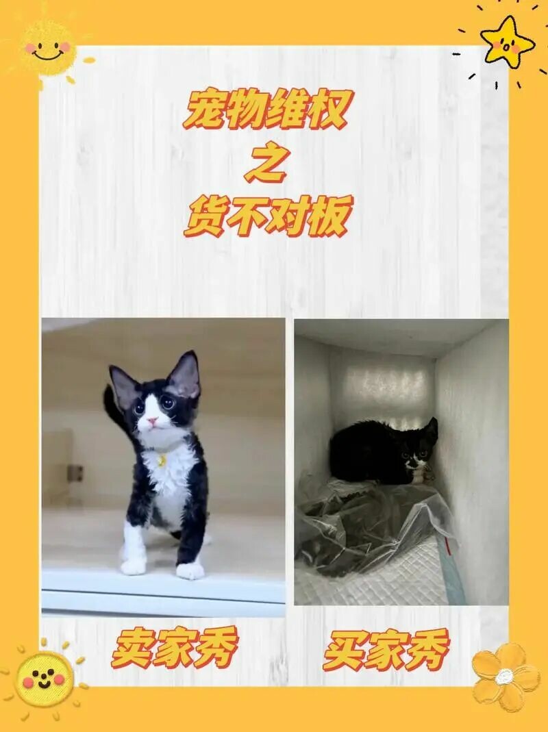 网购宠物猫货不对板怎么办？教你用法律维权拿回公道