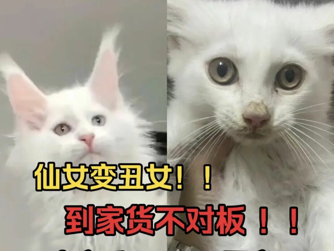 网购宠物猫货不对板怎么办？教你用法律维权拿回公道