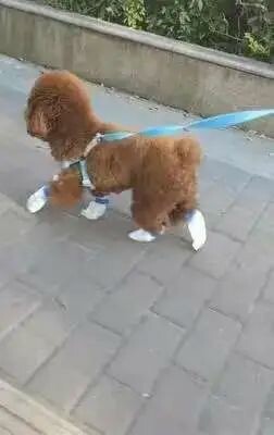 宠物脚套 