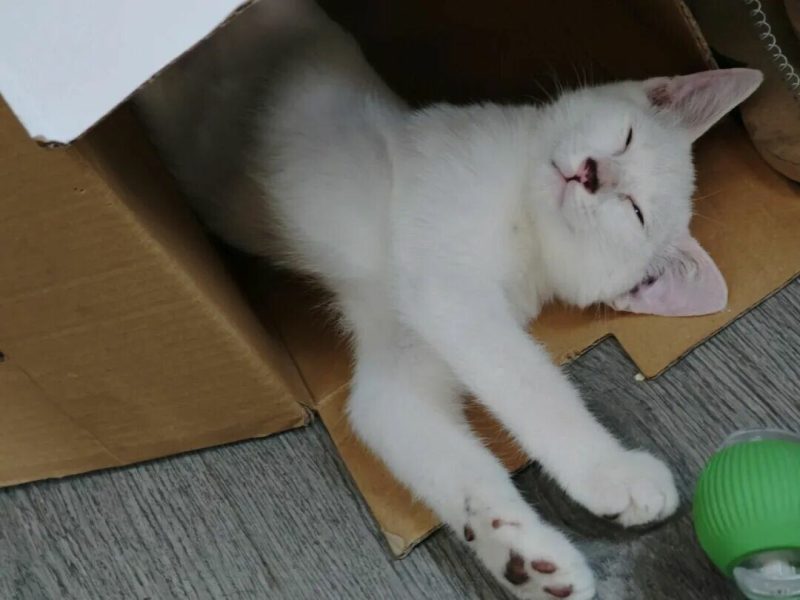 猫咪禁食清单：这 8 种人类食物千万别喂，小心致命！ - 语梦星球