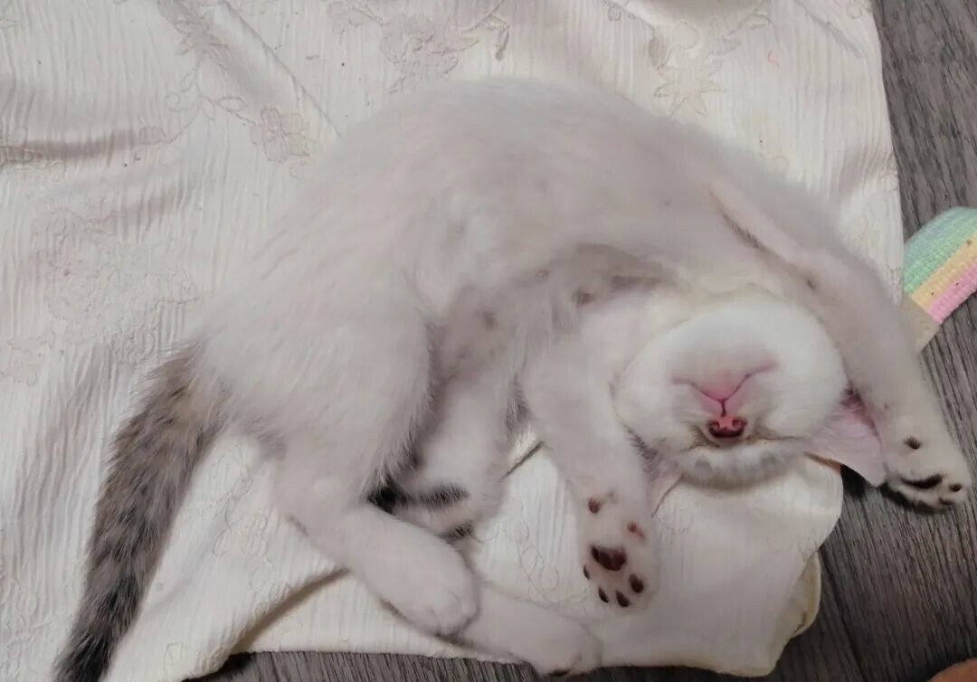 猫咪不能打的 7 个部位！敏感“禁区”，再生气也别碰