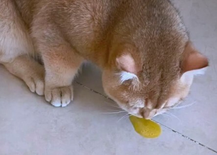 猫咪生病迹象：10 个求救信号，铲屎官千万别忽视！ - 语梦星球