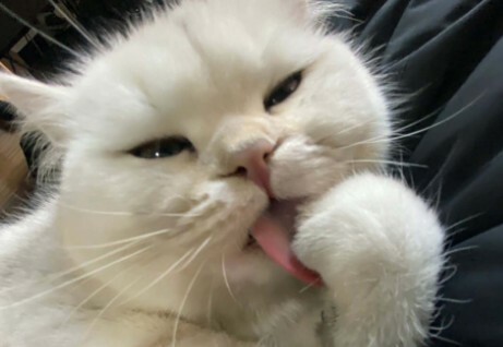 猫咪生病迹象：10 个求救信号，铲屎官千万别忽视！