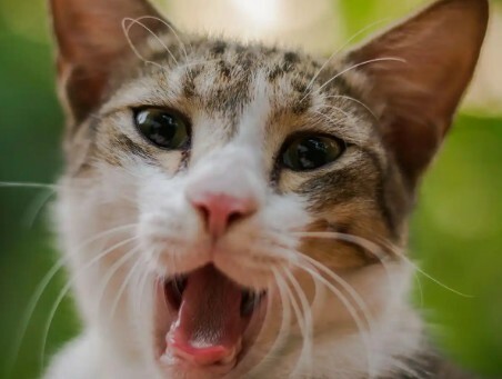 猫咪生病迹象：10 个求救信号，铲屎官千万别忽视！