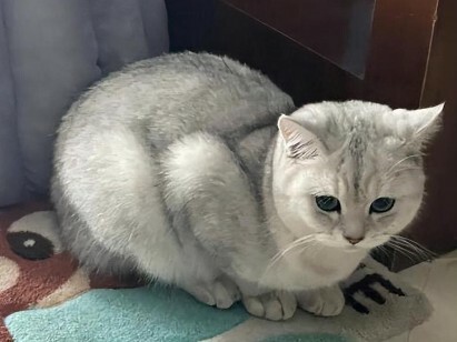 猫咪生病迹象：10 个求救信号，铲屎官千万别忽视！