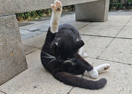 猫咪生病迹象：10 个求救信号，铲屎官千万别忽视！