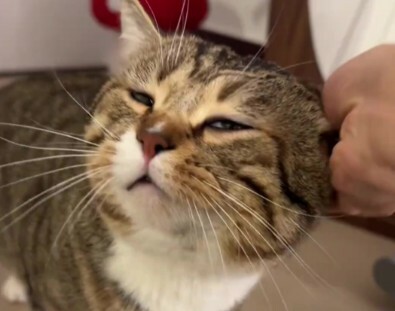 猫咪生病迹象：10 个求救信号，铲屎官千万别忽视！