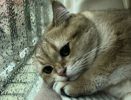 猫咪生病迹象：10 个求救信号，铲屎官千万别忽视！