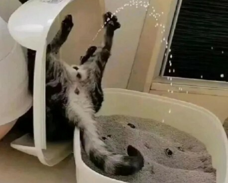 猫咪生病迹象：10 个求救信号，铲屎官千万别忽视！