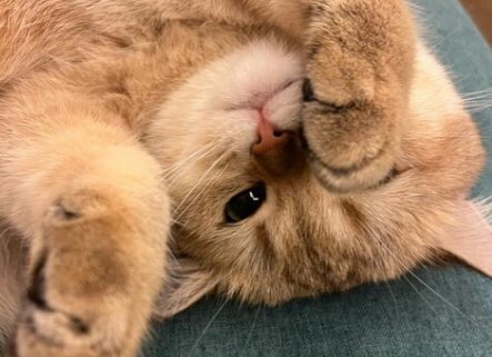 猫咪生病迹象：10 个求救信号，铲屎官千万别忽视！