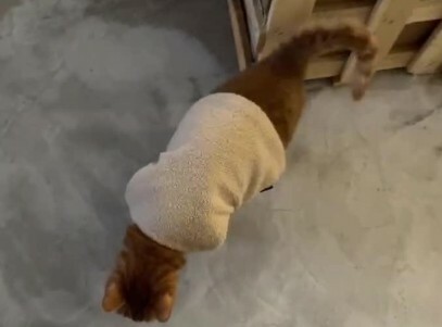 猫咪生病迹象：10 个求救信号，铲屎官千万别忽视！