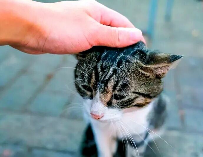 猫咪喜欢人摸哪？5 个手法，让它无法抗拒你的抚摸 - 语梦星球