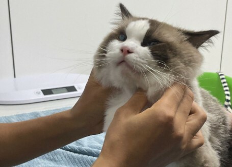 猫咪体内有虫的 4 个信号：抓挠、掉毛、不长胖？铲屎官速查！ - 语梦星球