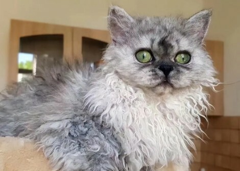 猫咪体内有虫的 4 个信号：抓挠、掉毛、不长胖？铲屎官速查！