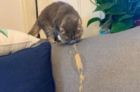 猫咪体内有虫的 4 个信号：抓挠、掉毛、不长胖？铲屎官速查！