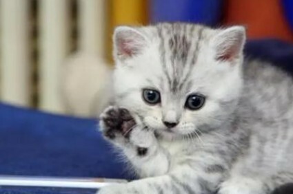 猫咪体内有虫的 4 个信号：抓挠、掉毛、不长胖？铲屎官速查！