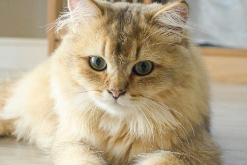 猫咪体内有虫的 4 个信号：抓挠、掉毛、不长胖？铲屎官速查！