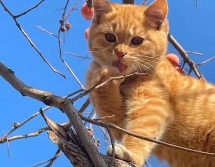 猫咪睡姿含义大揭秘：看懂你家猫的 6 种性格！