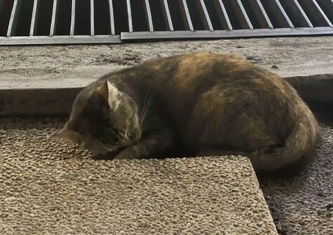 猫咪睡姿含义大揭秘：看懂你家猫的 6 种性格！