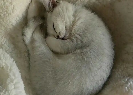 猫咪睡姿含义大揭秘：看懂你家猫的 6 种性格！
