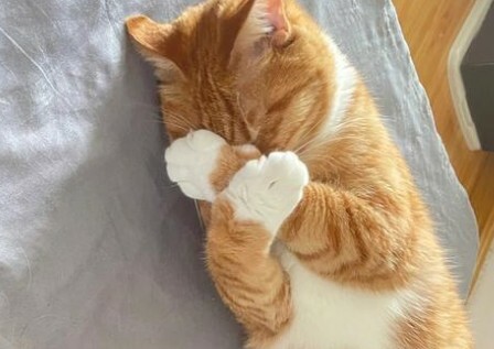 猫咪睡姿含义大揭秘：看懂你家猫的 6 种性格！