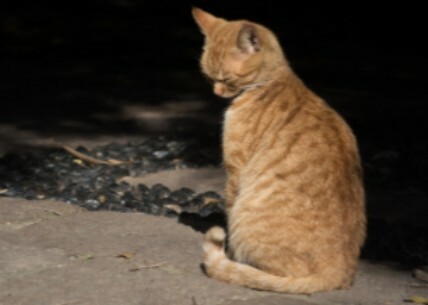 猫咪睡姿含义大揭秘：看懂你家猫的 6 种性格！