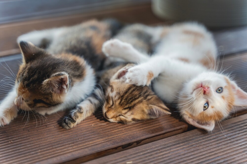 多猫家庭饲养指南：避免打架、压力，让猫咪和谐共处