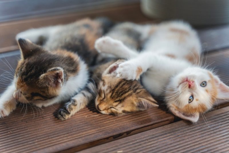 多猫家庭饲养指南：避免打架、压力，让猫咪和谐共处 - 语梦星球