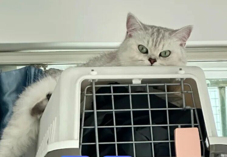 从猫咪睡觉位置，秒懂它把你当妈还是当仆人！